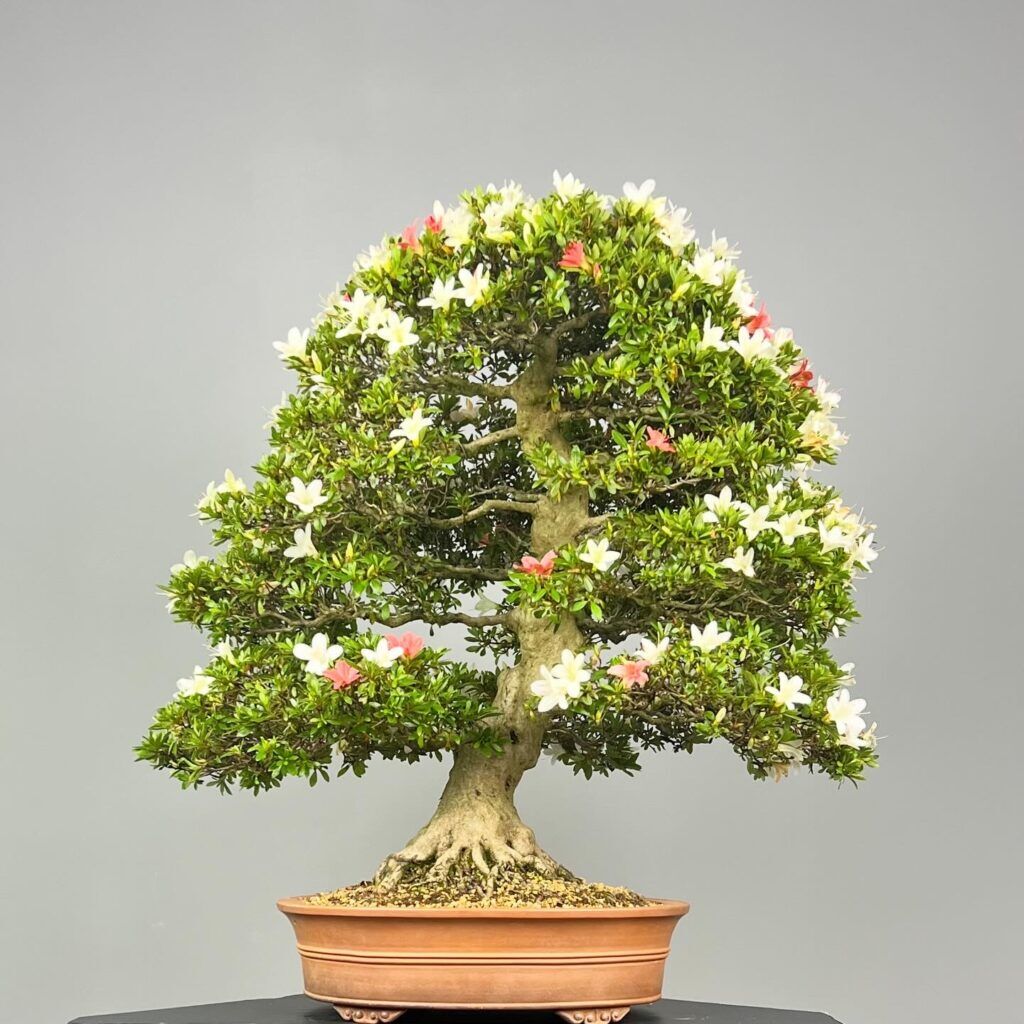 Bonsaiteca - Cursos de Bonsai | Team Building e Bonsai de Autor