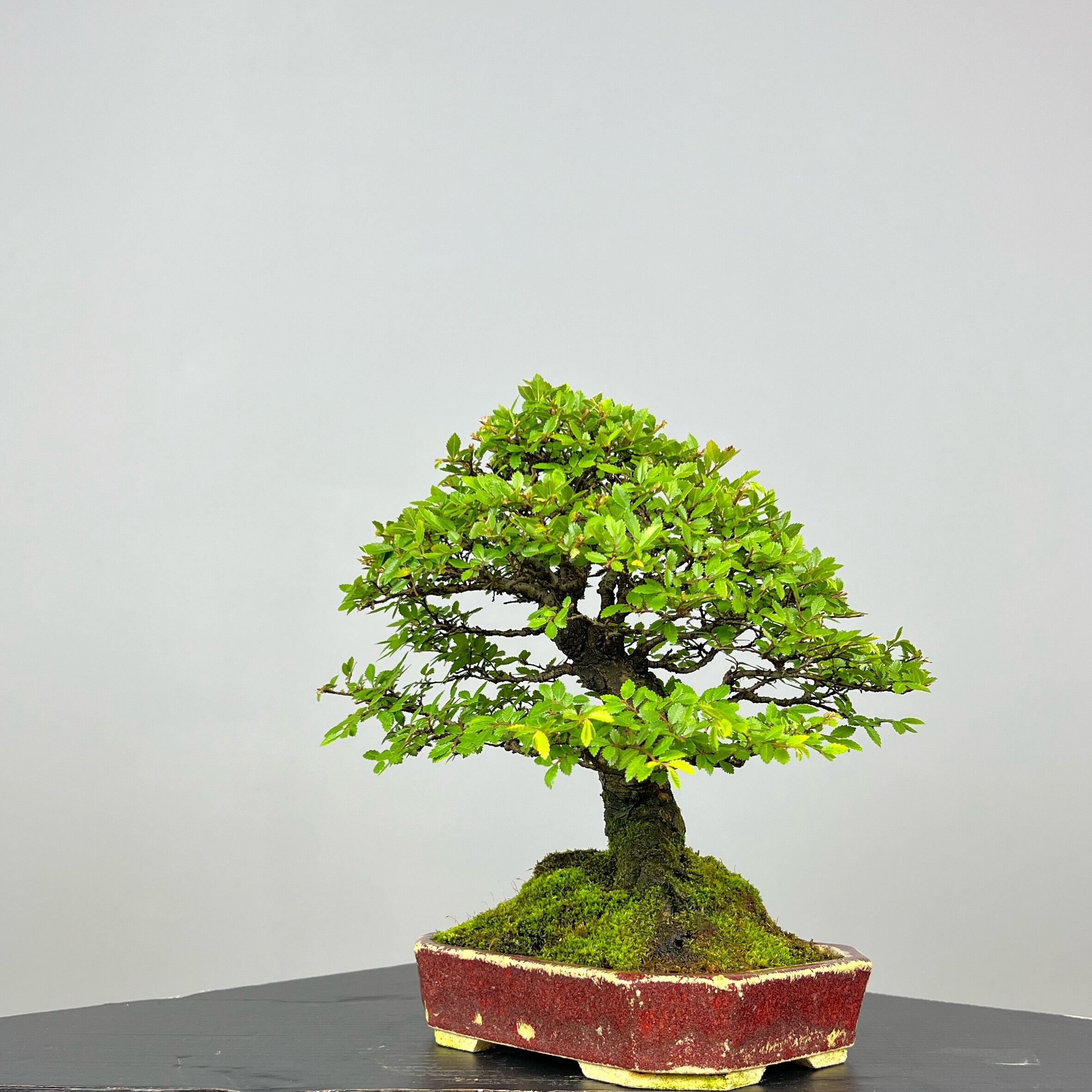 Zelcova Nire Bonsai - Image 2