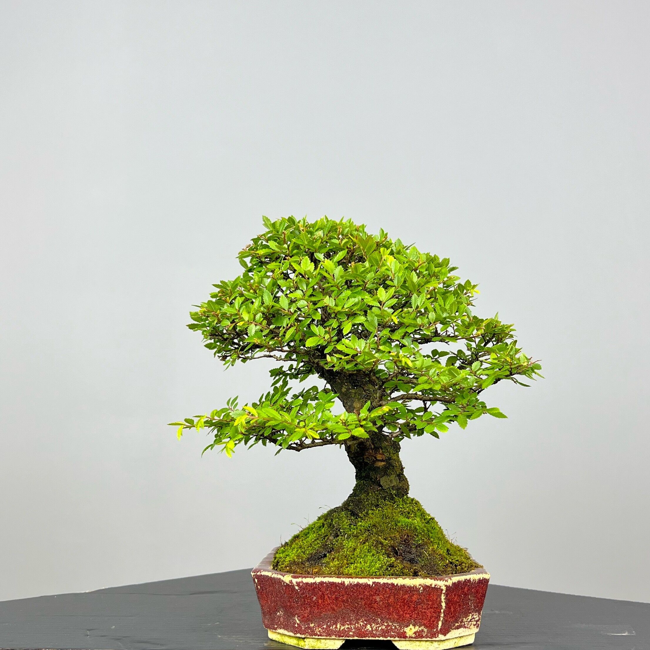 Zelcova Nire Bonsai - Image 3