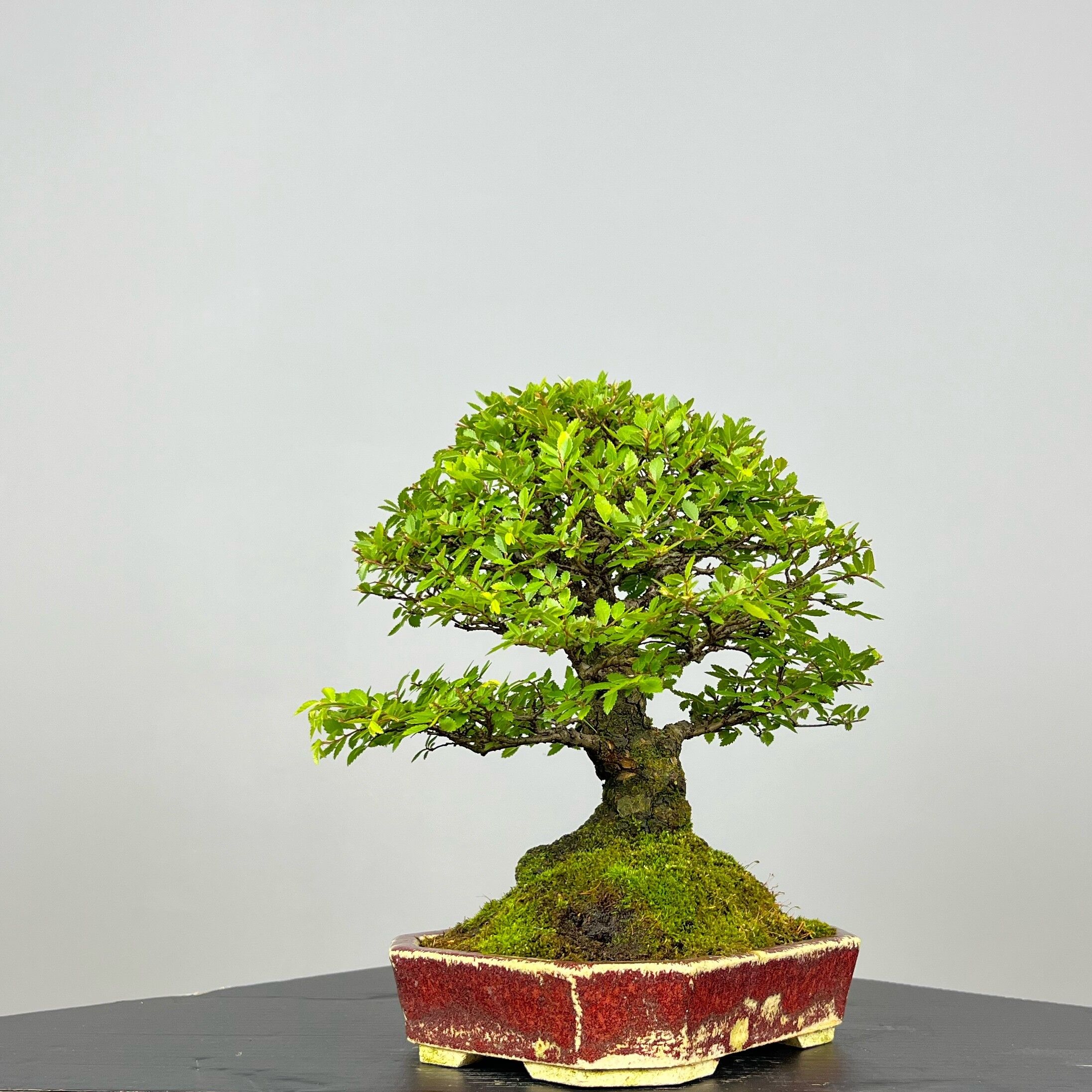 Zelcova Nire Bonsai - Image 4