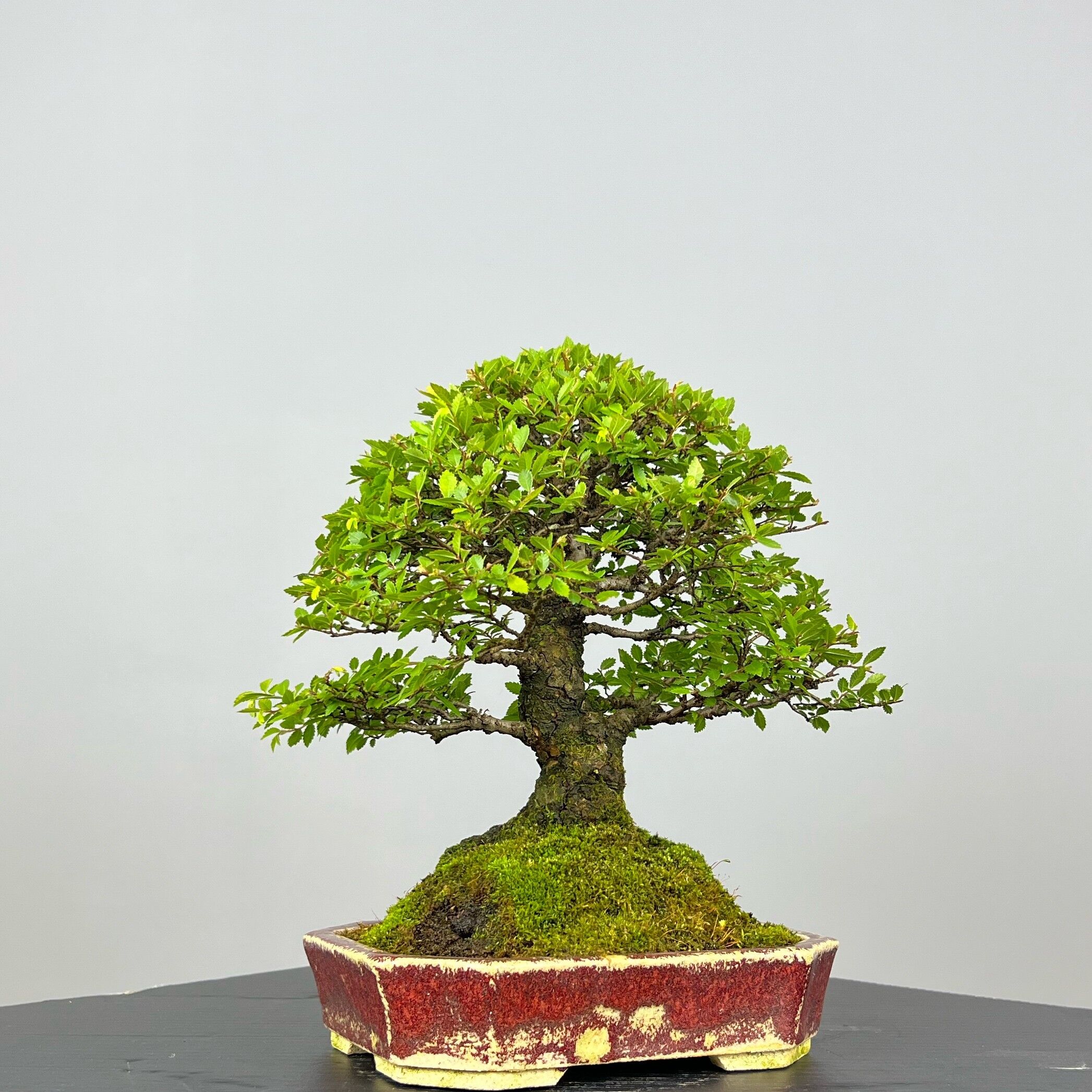 Zelcova Nire Bonsai - Image 5