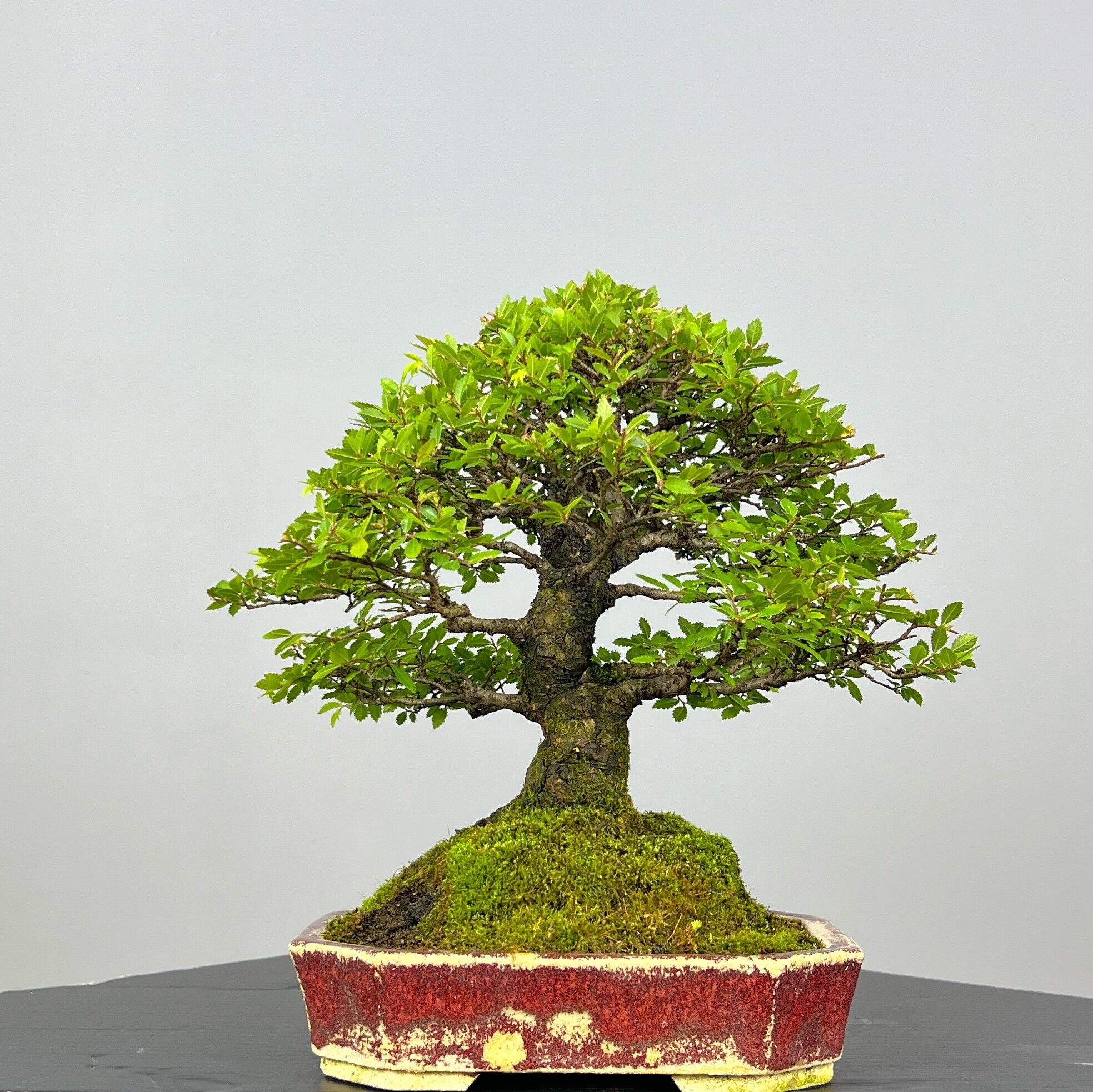 Zelcova Nire Bonsai - Image 6