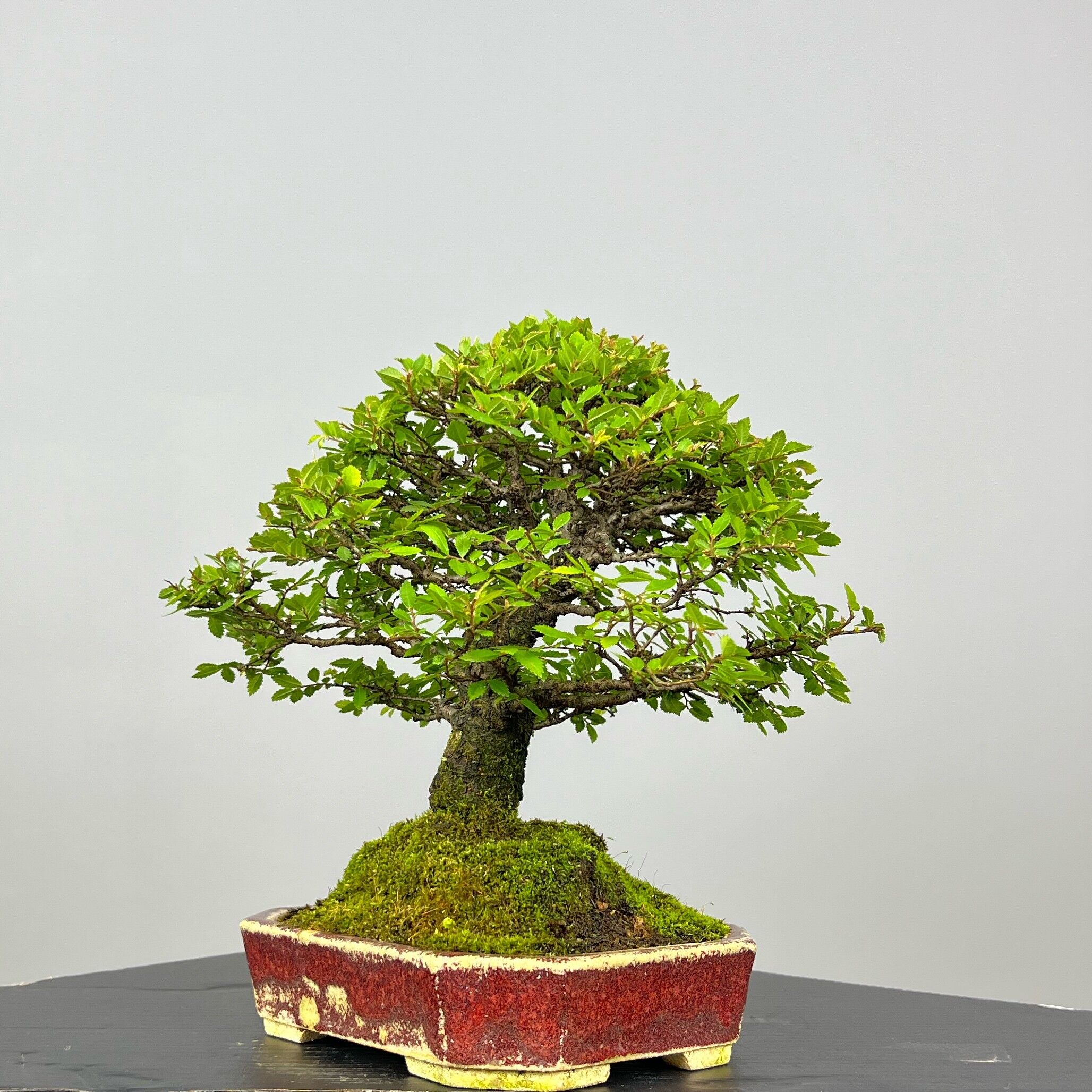 Zelcova Nire Bonsai - Image 7
