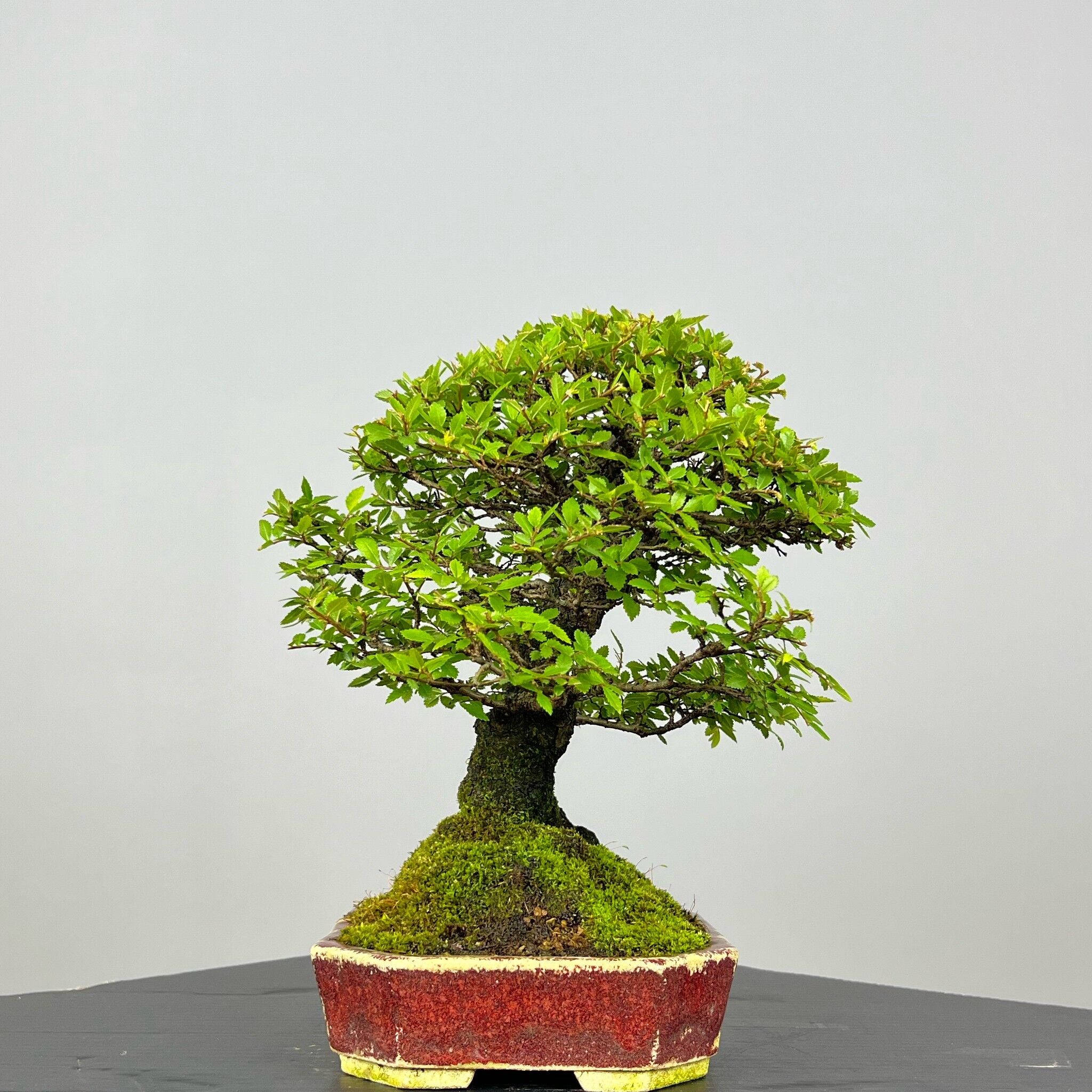 Zelcova Nire Bonsai - Image 8