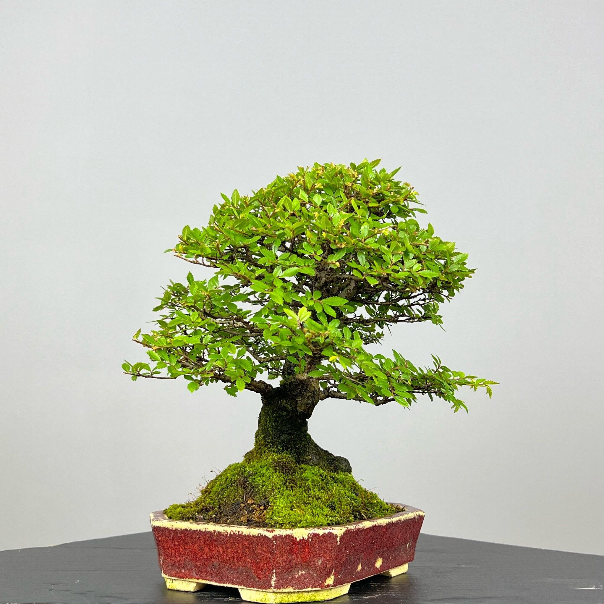 Zelcova Nire Bonsai - Image 9