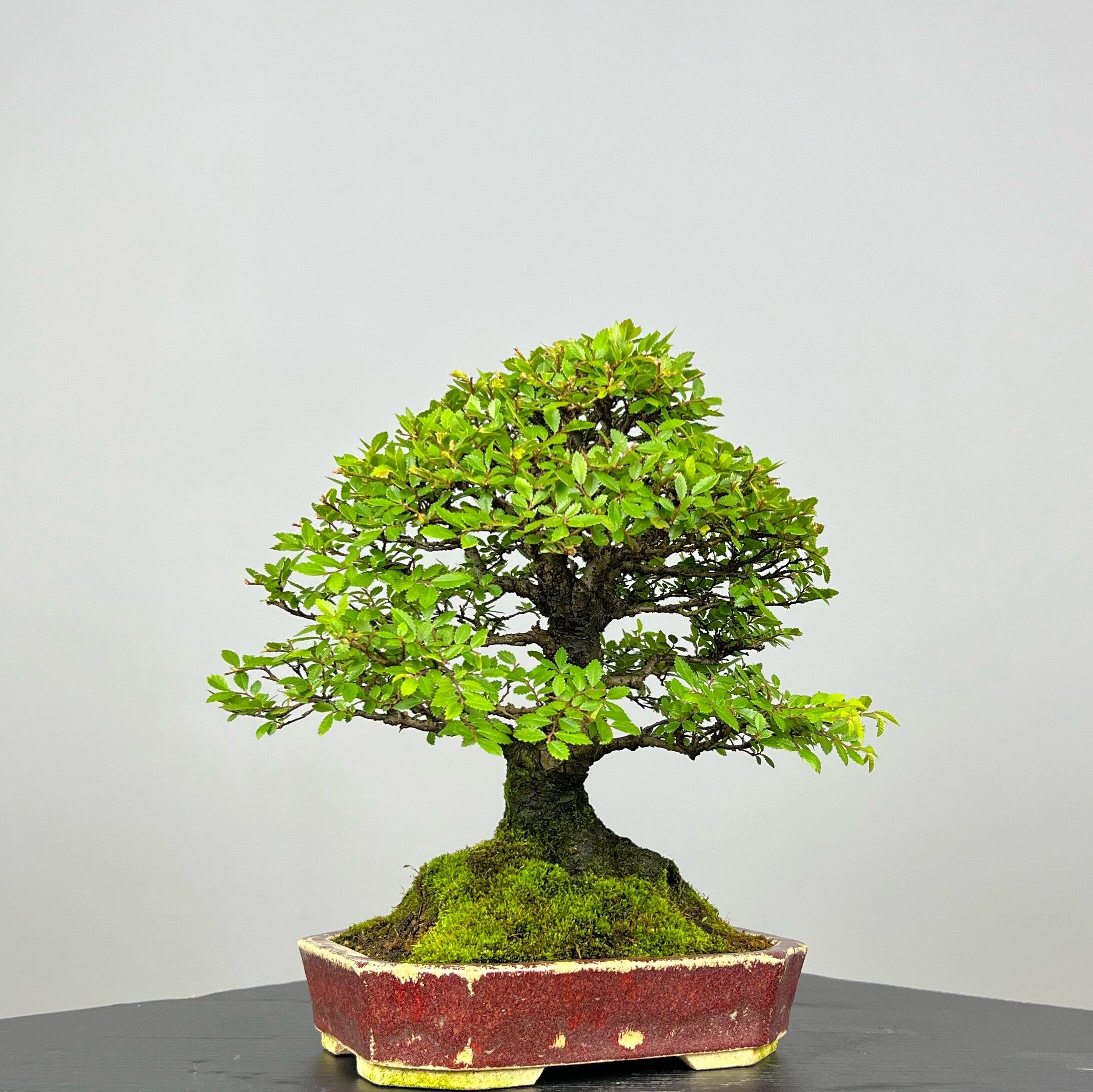 Zelcova Nire Bonsai - Image 10