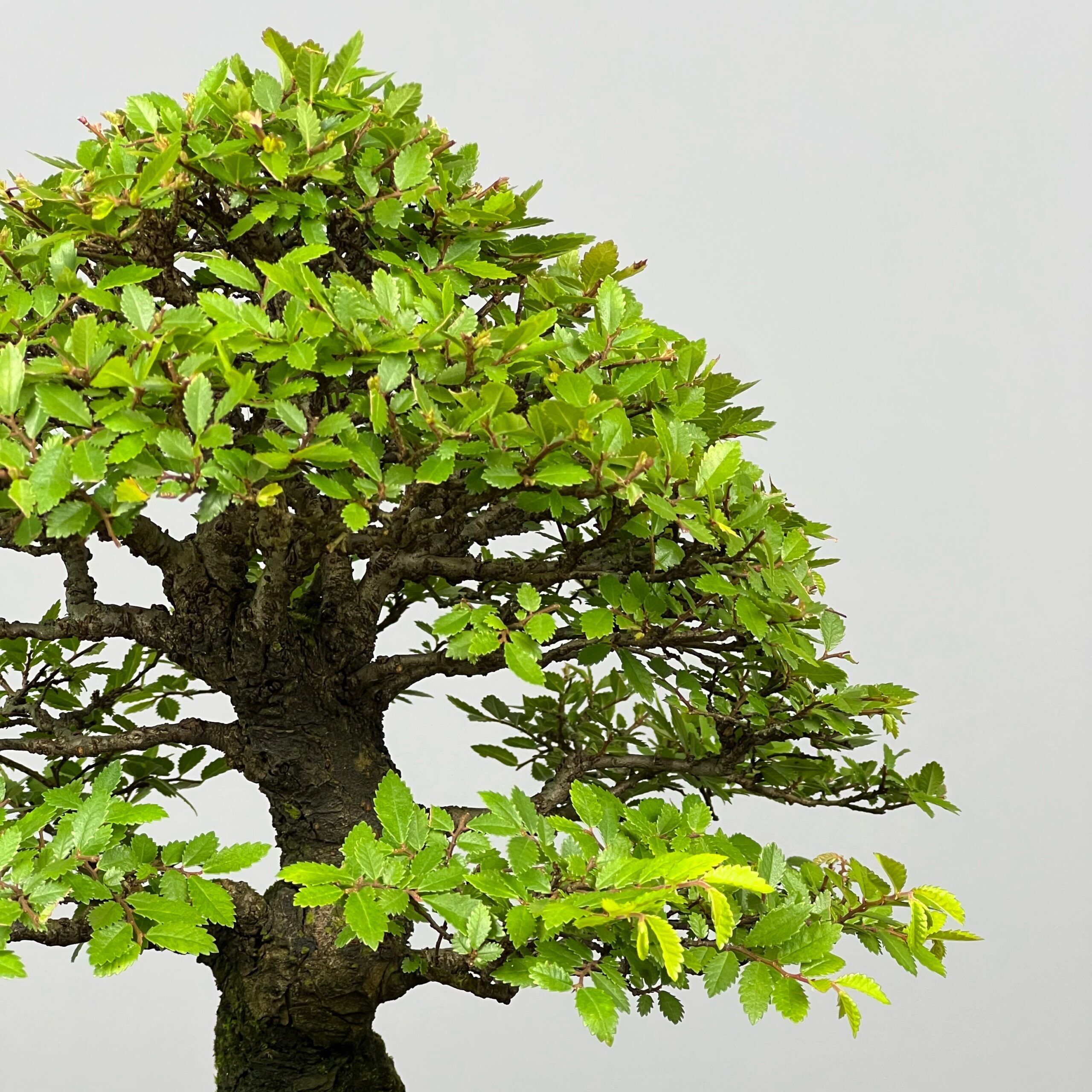 Zelcova Nire Bonsai - Image 11