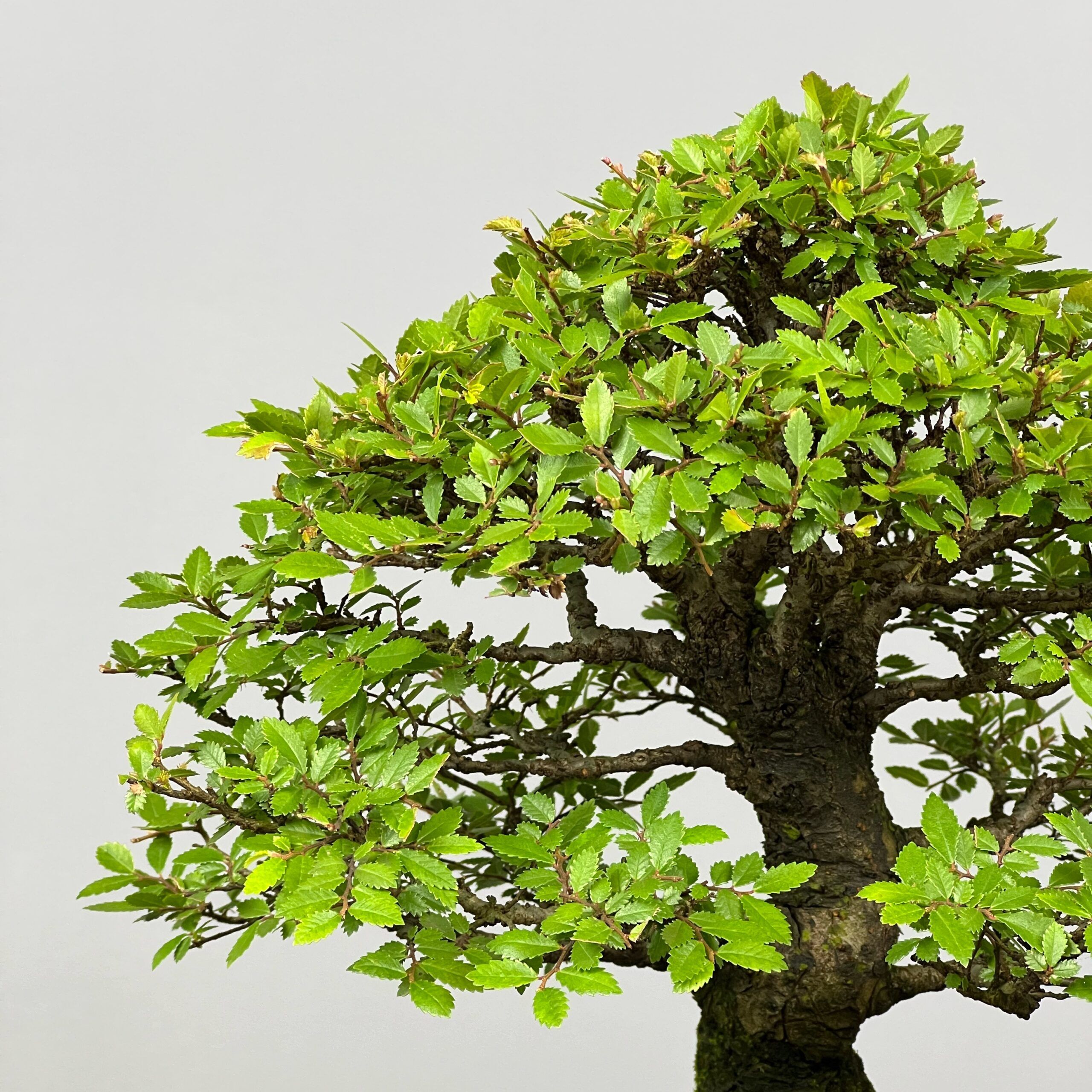 Zelcova Nire Bonsai - Image 12