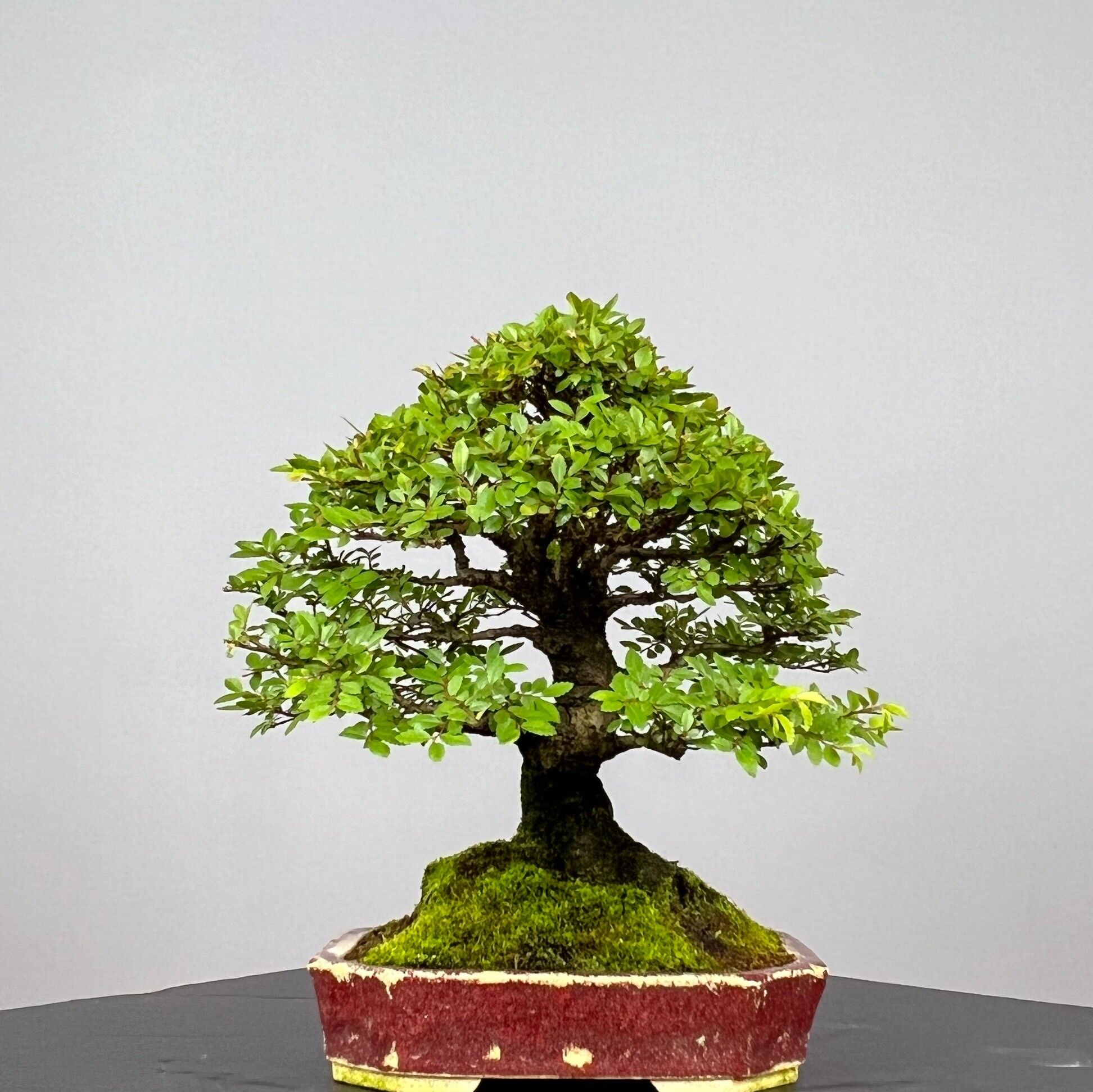 Zelcova Nire Bonsai